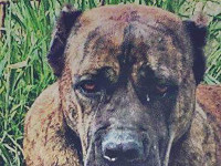 cane corso rustico femmina